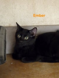Ember - Photo 1