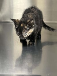 Stormy - Photo 3