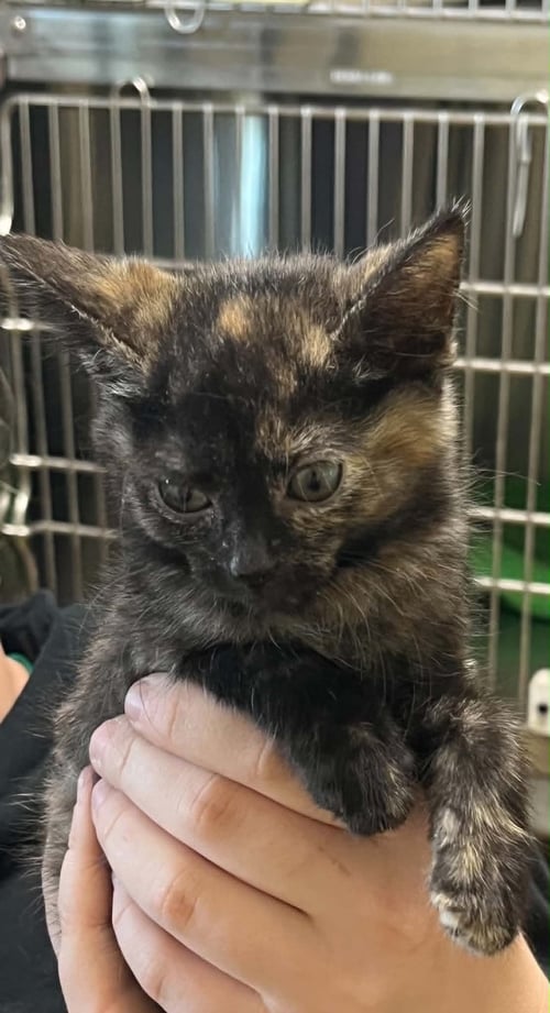 STORMY - Tortoiseshell / Domestic Short Hair available for adoption
