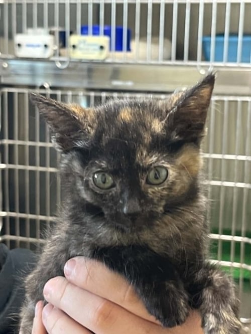 STORMY - Tortoiseshell / Domestic Short Hair available for adoption