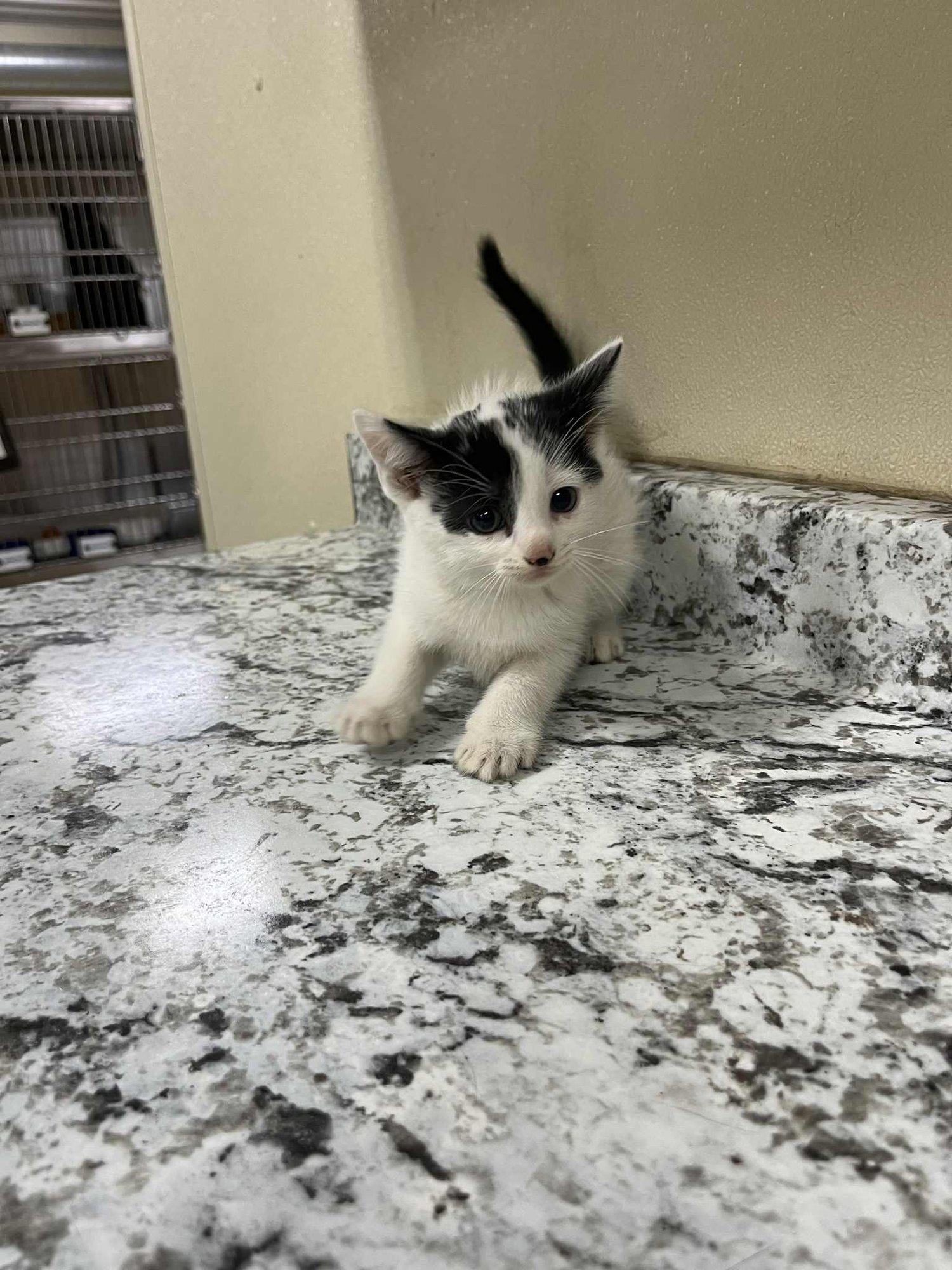 CLASH - Domestic Medium Hair available for adoption