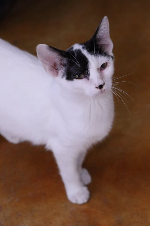 CLASH - Domestic Medium Hair available for adoption