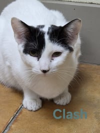 Clash - Photo 4