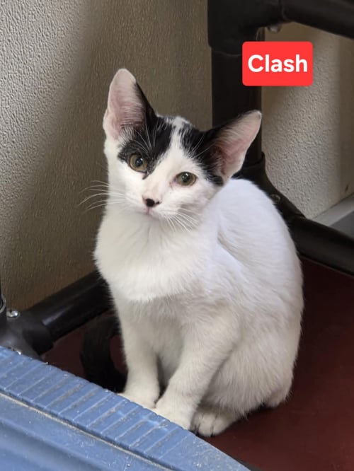 CLASH - Domestic Medium Hair available for adoption