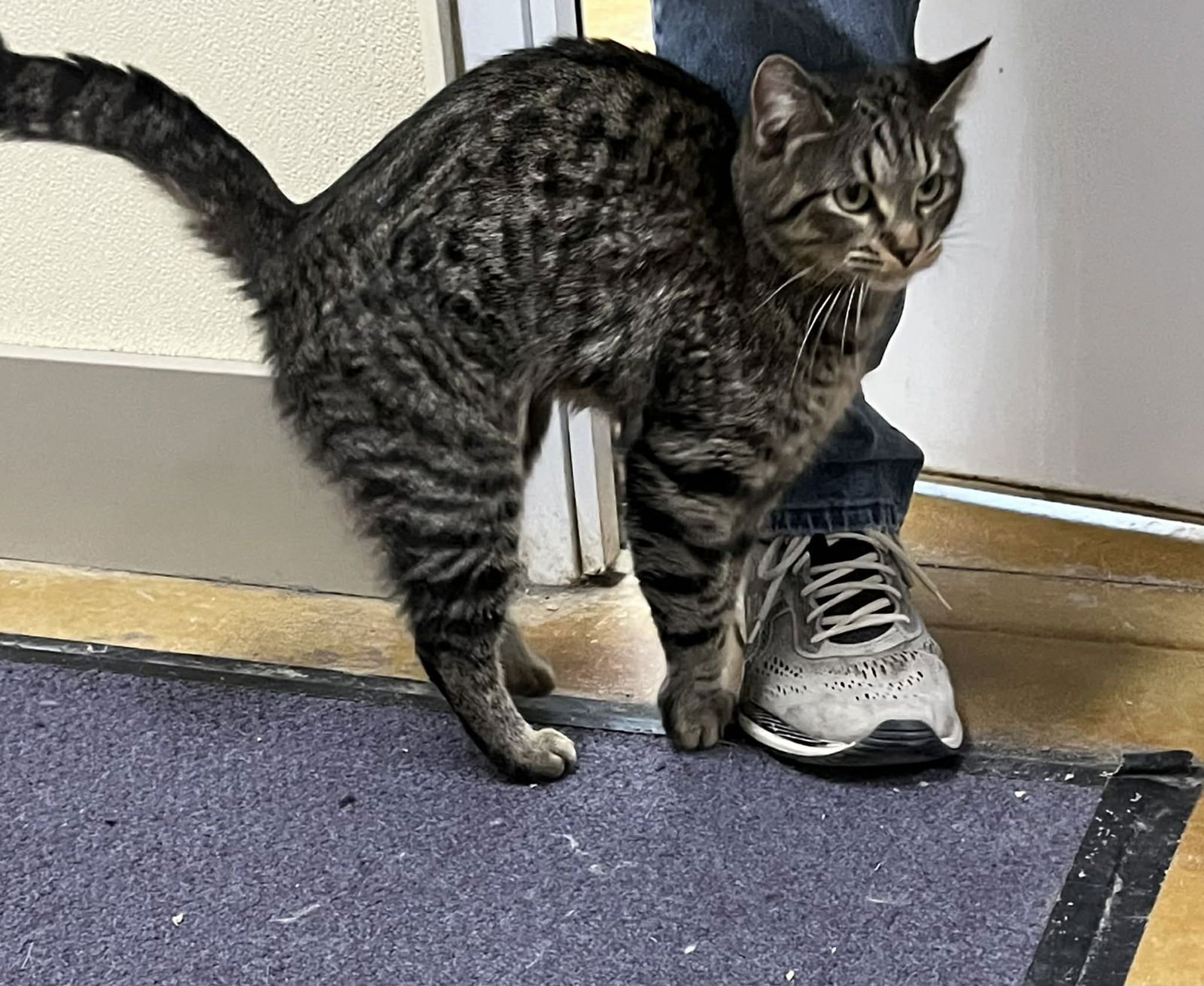 TESSA - Tiger / Domestic Short Hair available for adoption