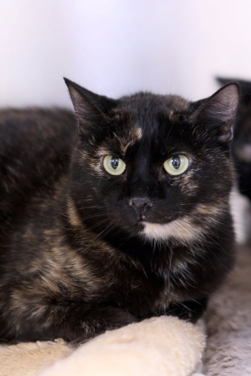 DELI - Tortoiseshell available for adoption