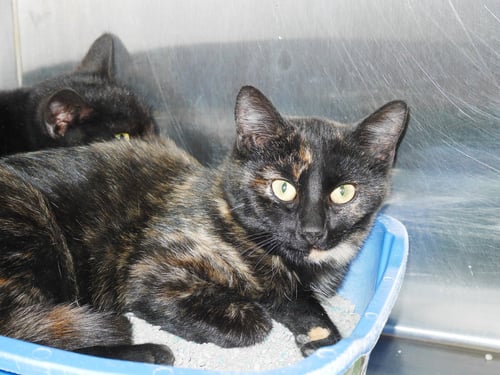 DELI - Tortoiseshell available for adoption