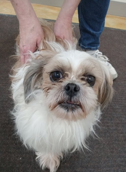 TESSA (ADOPTION PENDING)