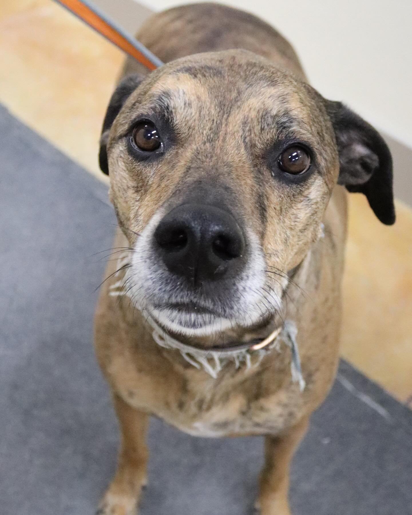 PASCAL - Greyhound / Plott Hound available for adoption