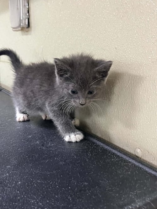 PHLOX - Domestic Short Hair / Tiger available for adoption