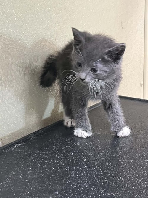 PHLOX - Domestic Short Hair / Tiger available for adoption