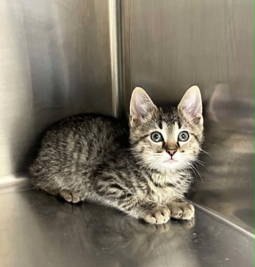 STRAWBERRY - Domestic Short Hair available for adoption
