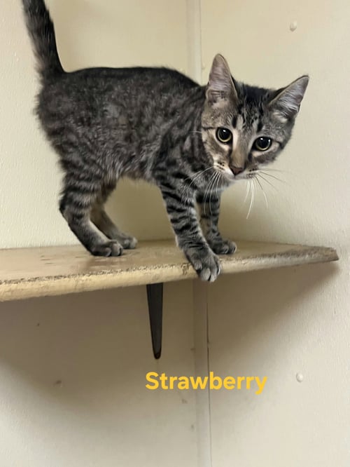 STRAWBERRY - Domestic Short Hair for adoption in Rochester