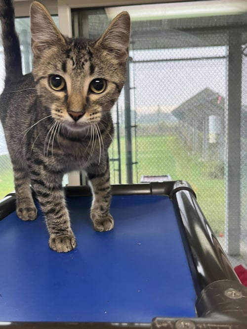 STRAWBERRY - Domestic Short Hair available for adoption