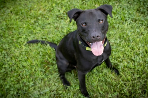 TEDDY - Pit Bull Terrier / Black Labrador Retriever available for adoption