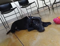 Teddy - Photo 5