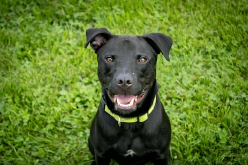TEDDY - Pit Bull Terrier / Black Labrador Retriever available for adoption