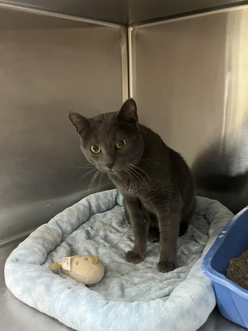 MAC - Domestic Short Hair available for adoption