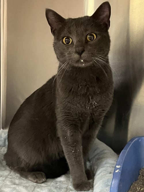 MAC - Domestic Short Hair available for adoption