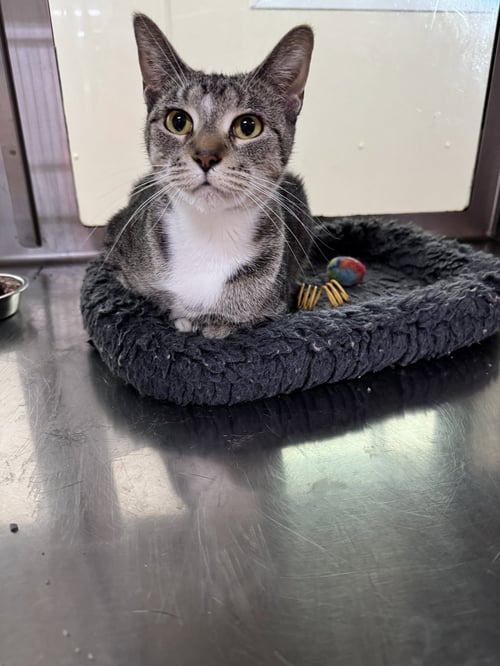 DARLENE - Domestic Short Hair available for adoption