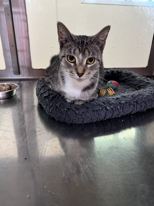 DARLENE - Domestic Short Hair available for adoption