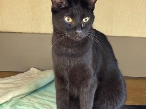 MOE - Domestic Short Hair available for adoption