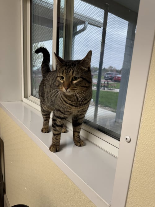 LEON - Tiger / Domestic Short Hair available for adoption