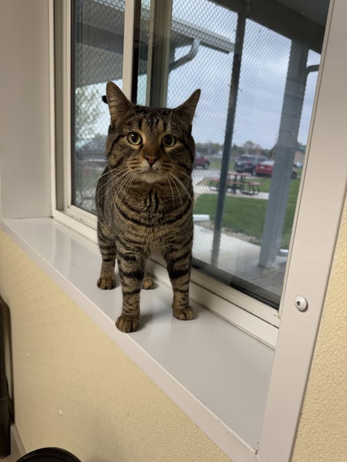 LEON - Tiger / Domestic Short Hair available for adoption