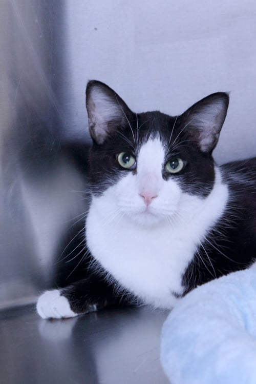 FLYNN - Domestic Short Hair available for adoption
