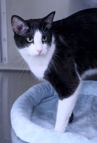 Flynn - Photo 3