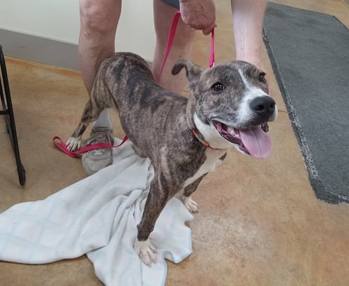 MAURA - Pit Bull Terrier / Terrier for adoption in Rochester