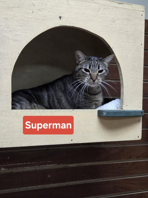 SUPERMAN - Tiger available for adoption