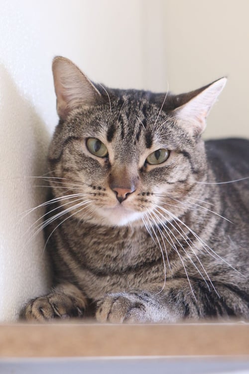 SUPERMAN - Tiger available for adoption