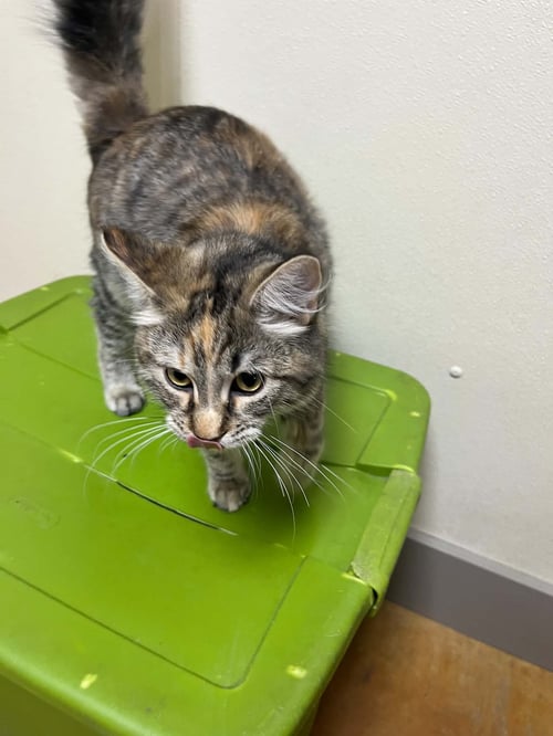 LIL - Calico / Domestic Medium Hair available for adoption