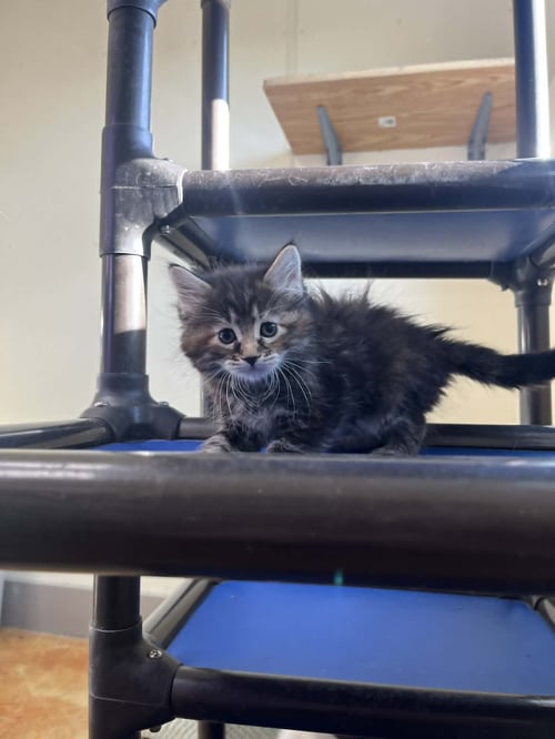 LIL - Calico / Domestic Medium Hair available for adoption