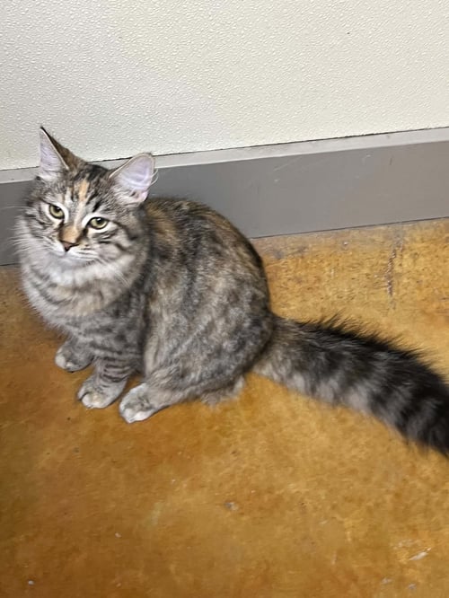 LIL - Calico / Domestic Medium Hair for adoption in Rochester