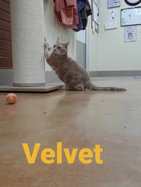 Velvet - Photo 5