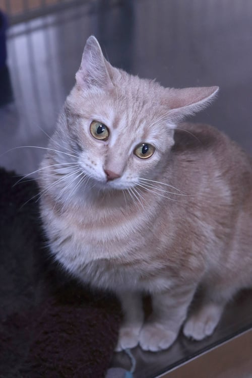 VELVET - Domestic Short Hair available for adoption