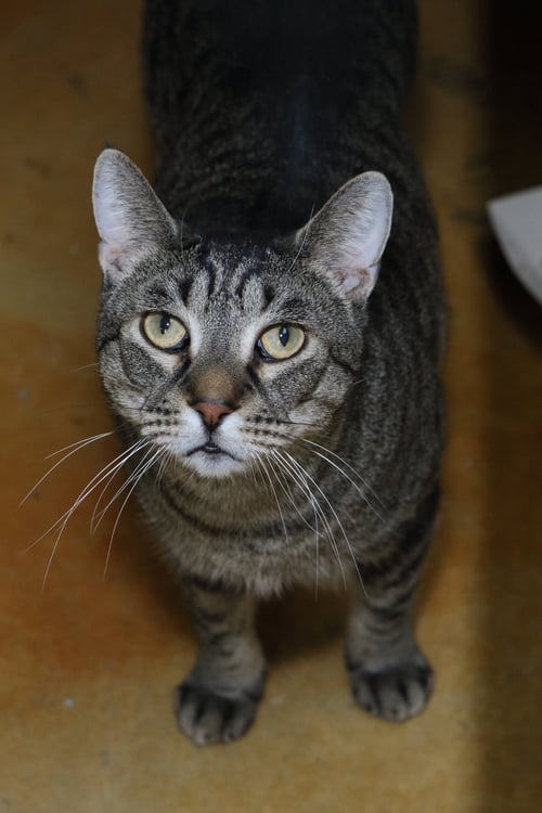 ALEX - Domestic Short Hair / Tiger available for adoption