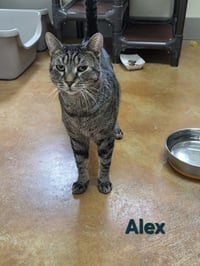 Alex - Photo 8