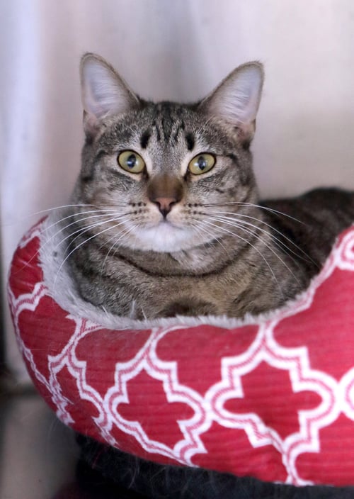 ALEX - Domestic Short Hair / Tiger available for adoption