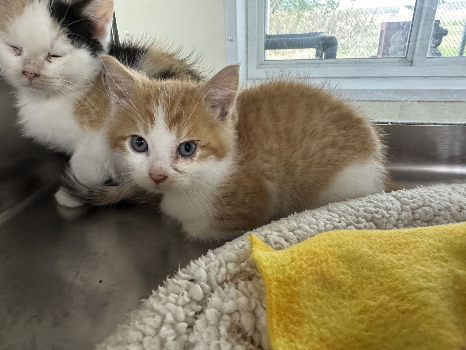 SQUIRT - Domestic Short Hair / Tiger available for adoption