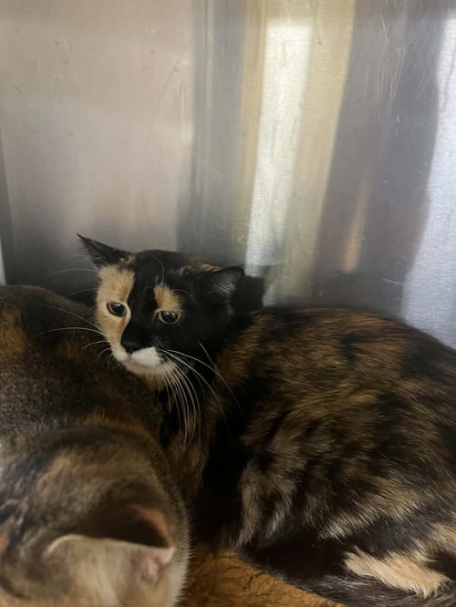 TABITHA - Tortoiseshell available for adoption
