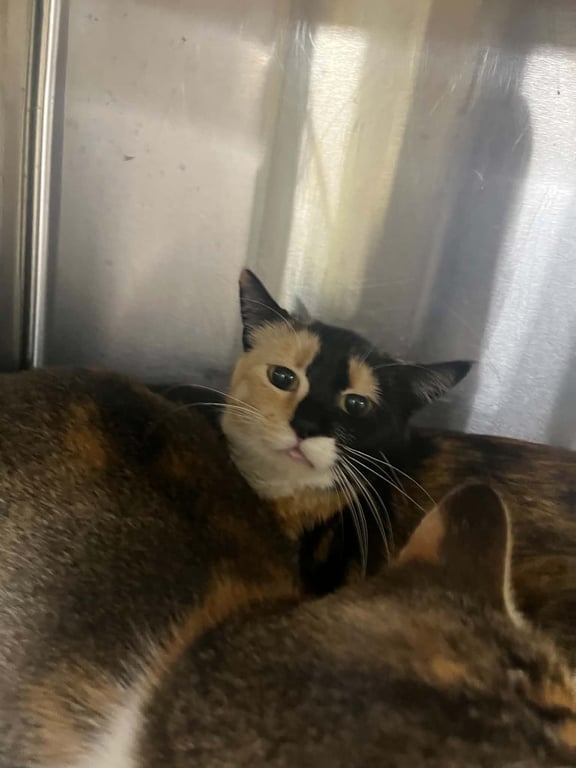 Tabitha Image