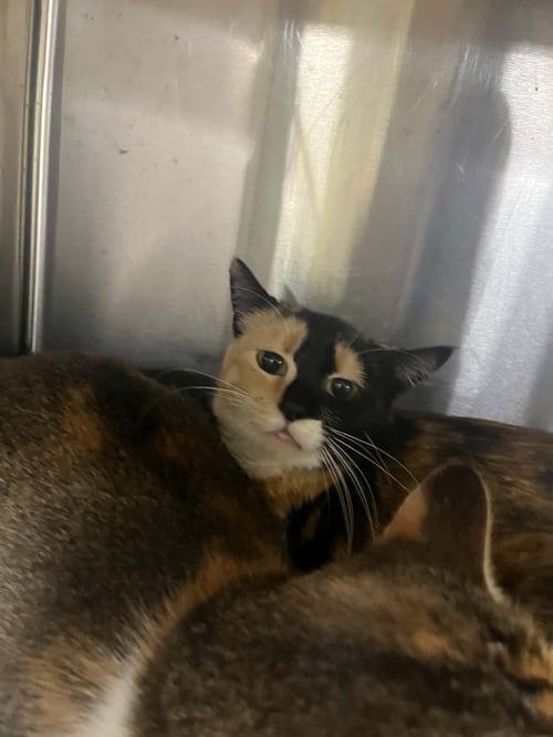 TABITHA - Tortoiseshell available for adoption