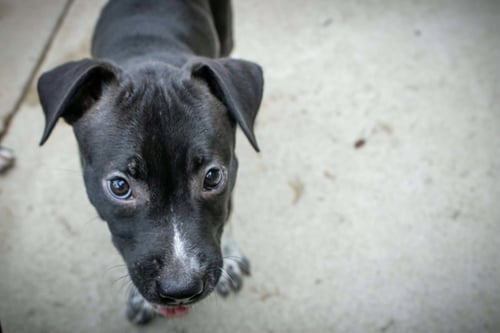 LOLA - Pit Bull Terrier / Cattle Dog available for adoption