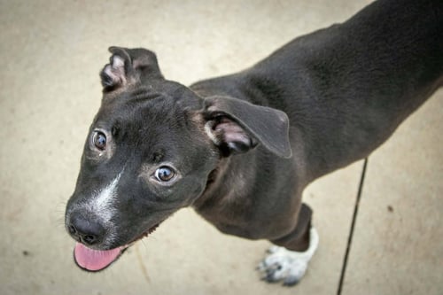 LOLA - Pit Bull Terrier / Cattle Dog available for adoption