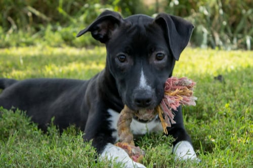 LOLA - Pit Bull Terrier / Cattle Dog available for adoption
