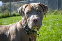 Lefty (adoption pending) - Photo 1