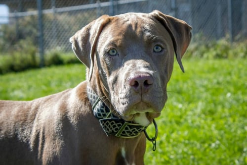 LEFTY (ADOPTION PENDING) - American Bulldog / Pit Bull Terrier available for adoption